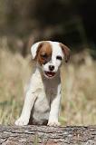 JACK RUSSEL 024